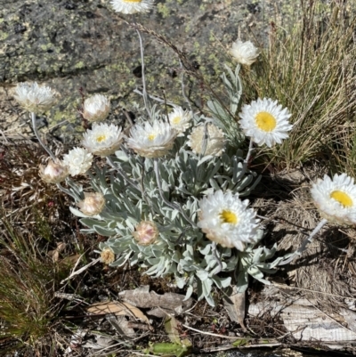 Leucochrysum alpinum (Alpine Sunray) at Scabby Range Nature Reserve - 20 Dec 2022 by Tapirlord