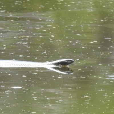 Pseudechis porphyriacus (Red-bellied Black Snake) at Bundanoon, NSW - 18 Jan 2023 by GlossyGal