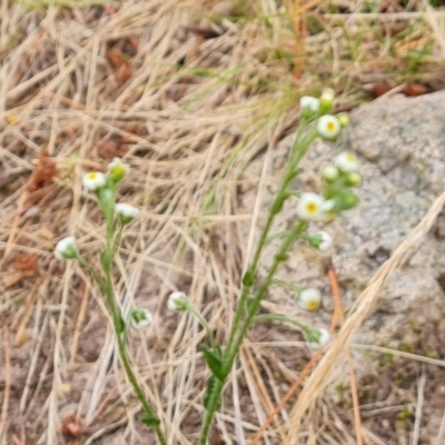 Hackelia suaveolens (Sweet Hounds Tongue) at Isaacs, ACT - 20 Jan 2023 by Mike