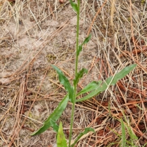 Hackelia suaveolens at Isaacs, ACT - 20 Jan 2023 12:57 PM