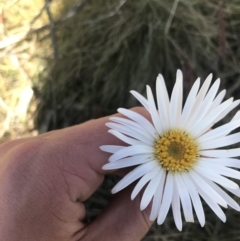 Celmisia sp. Pulchella (M.Gray & C.Totterdell 7079) Australian National Herbarium (Narrow-leaved Snow Daisy) at Yaouk, NSW - 20 Dec 2022 by Tapirlord