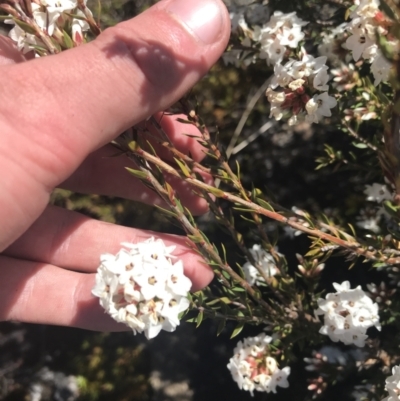 Epacris paludosa (Alpine Heath) at Scabby Range Nature Reserve - 20 Dec 2022 by Tapirlord