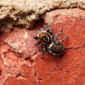 Maratus griseus at Downer, ACT - 20 Jan 2023 12:42 PM