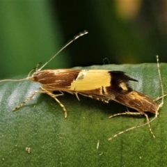 Labdia deliciosella (A Cosmet moth) at Cook, ACT - 19 Jan 2023 by CathB