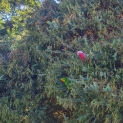 Polytelis swainsonii (Superb Parrot) at Watson, ACT - 6 Jan 2023 by emmelinenorris