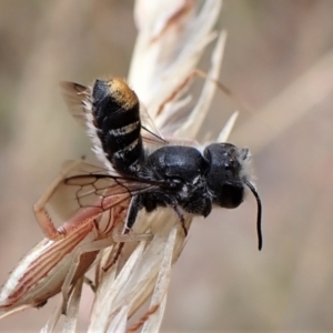 Megachile (Hackeriapis) oblonga at Cook, ACT - 19 Jan 2023