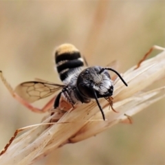 Megachile (Hackeriapis) oblonga at Cook, ACT - 19 Jan 2023 03:58 PM