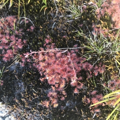 Drosera peltata (Shield Sundew) at Scabby Range Nature Reserve - 20 Dec 2022 by Tapirlord