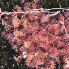 Drosera peltata at Yaouk, NSW - 20 Dec 2022