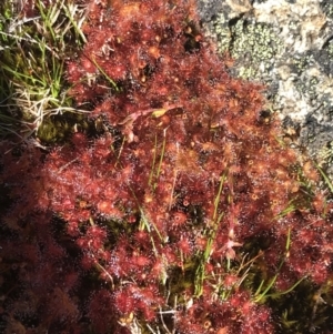 Drosera peltata at Yaouk, NSW - 20 Dec 2022