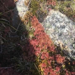 Drosera peltata at Yaouk, NSW - 20 Dec 2022