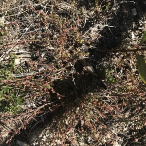 Gonocarpus montanus at Yaouk, NSW - 20 Dec 2022