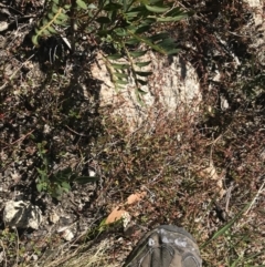 Gonocarpus montanus at Yaouk, NSW - 20 Dec 2022