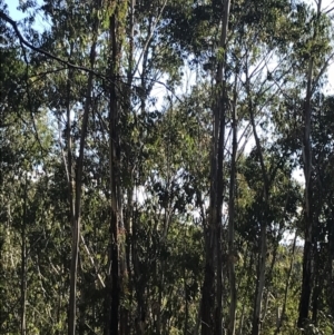 Eucalyptus delegatensis subsp. delegatensis at Yaouk, NSW - 20 Dec 2022 05:57 PM