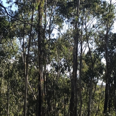 Eucalyptus delegatensis subsp. delegatensis (Alpine Ash) at Scabby Range Nature Reserve - 20 Dec 2022 by Tapirlord