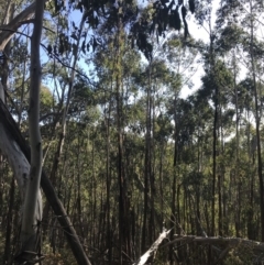 Eucalyptus delegatensis subsp. delegatensis at Yaouk, NSW - 20 Dec 2022 05:57 PM