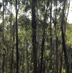 Eucalyptus delegatensis subsp. delegatensis at Yaouk, NSW - 20 Dec 2022 05:57 PM