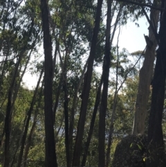 Eucalyptus delegatensis subsp. delegatensis at Yaouk, NSW - 20 Dec 2022 05:57 PM