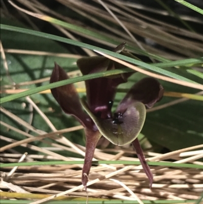 Chiloglottis valida (Large Bird Orchid) at Yaouk, NSW - 20 Dec 2022 by Tapirlord