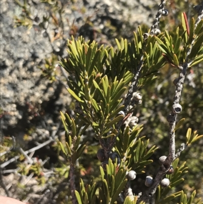 Callistemon pityoides (Alpine Bottlebrush) at Yaouk, NSW - 20 Dec 2022 by Tapirlord