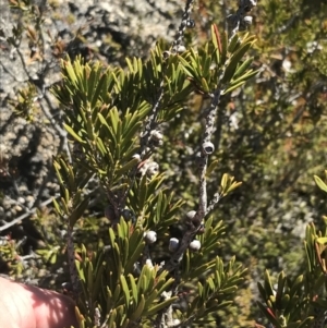 Callistemon pityoides at Yaouk, NSW - 20 Dec 2022 04:49 PM