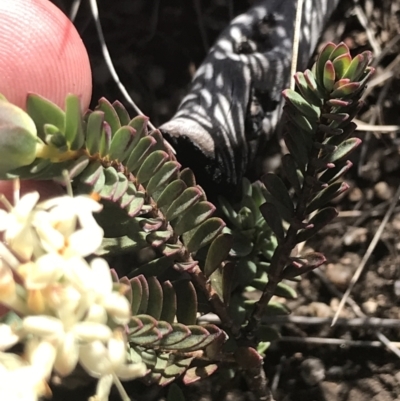 Pimelea linifolia subsp. caesia (Slender Rice Flower) at Namadgi National Park - 20 Dec 2022 by Tapirlord