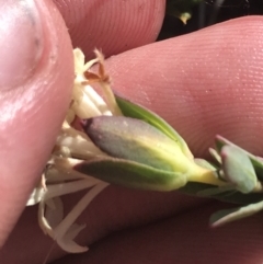 Pimelea linifolia subsp. caesia at Rendezvous Creek, ACT - 20 Dec 2022 04:39 PM