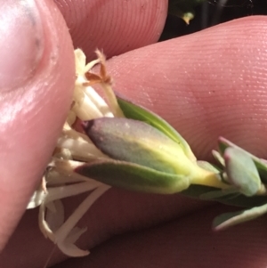 Pimelea linifolia subsp. caesia at Rendezvous Creek, ACT - 20 Dec 2022 04:39 PM