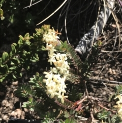 Pimelea linifolia subsp. caesia at Rendezvous Creek, ACT - 20 Dec 2022 04:39 PM