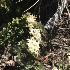 Pimelea linifolia subsp. caesia at Rendezvous Creek, ACT - 20 Dec 2022 04:39 PM