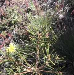 Hakea lissosperma (Needle Bush) at Scabby Range Nature Reserve - 20 Dec 2022 by Tapirlord