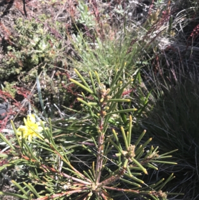 Hakea lissosperma (Needle Bush) at Scabby Range Nature Reserve - 20 Dec 2022 by Tapirlord
