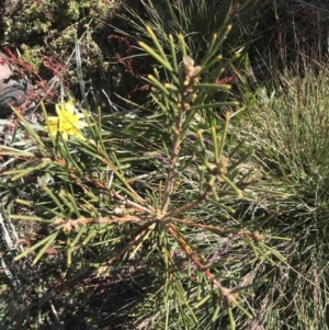 Hakea lissosperma at Yaouk, NSW - 20 Dec 2022