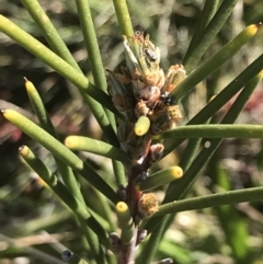 Hakea lissosperma at Yaouk, NSW - 20 Dec 2022 04:38 PM