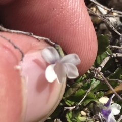 Viola improcera (Dwarf Violet) at Scabby Range Nature Reserve - 20 Dec 2022 by Tapirlord