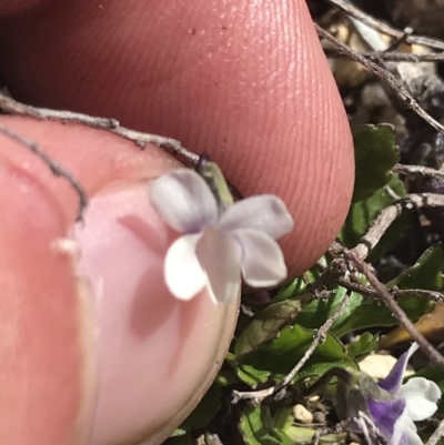 Viola improcera (Dwarf Violet) at Scabby Range Nature Reserve - 20 Dec 2022 by Tapirlord