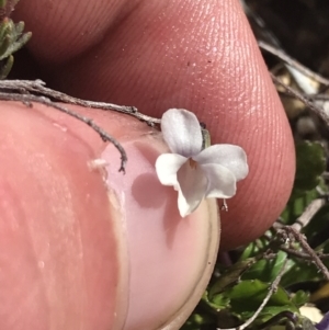 Viola improcera at Yaouk, NSW - 20 Dec 2022