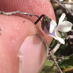 Viola improcera at Yaouk, NSW - 20 Dec 2022