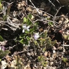 Viola improcera at Yaouk, NSW - 20 Dec 2022