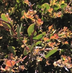 Acacia alpina (Alpine Wattle) at Scabby Range Nature Reserve - 20 Dec 2022 by Tapirlord