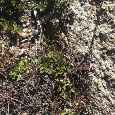 Viola improcera (Dwarf Violet) at Namadgi National Park - 20 Dec 2022 by Tapirlord