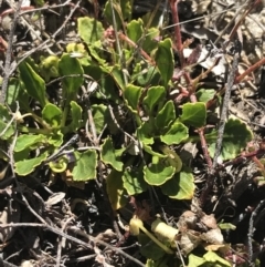 Viola improcera at Rendezvous Creek, ACT - 20 Dec 2022