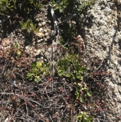 Viola improcera at Rendezvous Creek, ACT - 20 Dec 2022