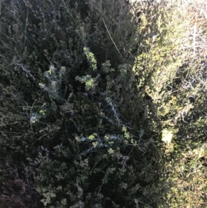 Asterolasia trymalioides at Rendezvous Creek, ACT - 20 Dec 2022