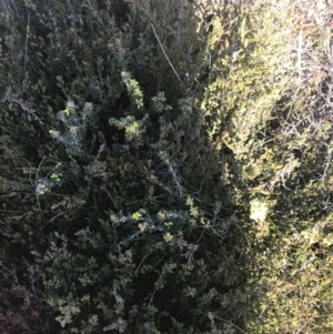 Asterolasia trymalioides at Rendezvous Creek, ACT - 20 Dec 2022