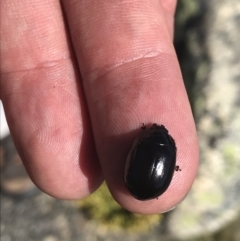 Paropsisterna sp. (genus) (A leaf beetle) at Scabby Range Nature Reserve - 20 Dec 2022 by Tapirlord