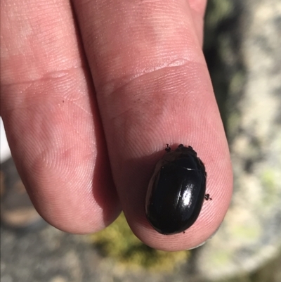 Paropsisterna sp. (genus) (A leaf beetle) at Scabby Range Nature Reserve - 20 Dec 2022 by Tapirlord