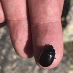 Paropsisterna sp. (genus) at Yaouk, NSW - 20 Dec 2022