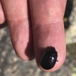 Paropsisterna sp. (genus) at Yaouk, NSW - 20 Dec 2022