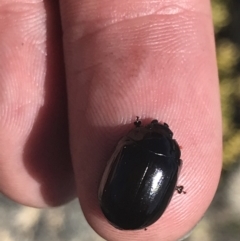 Paropsisterna sp. (genus) at Yaouk, NSW - 20 Dec 2022